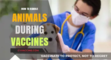 Safe Vaccination Tips: Handling Animals with Care and Confidence