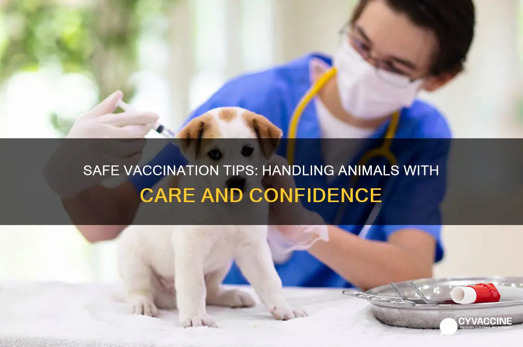 how to handle animals during vaccines