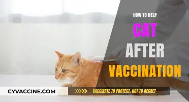Post-Vaccination Care: Tips to Comfort Your Cat After Shots