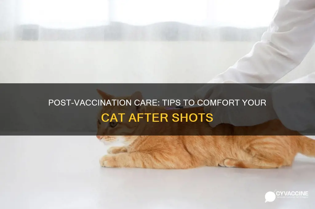 how to help cat after vaccination