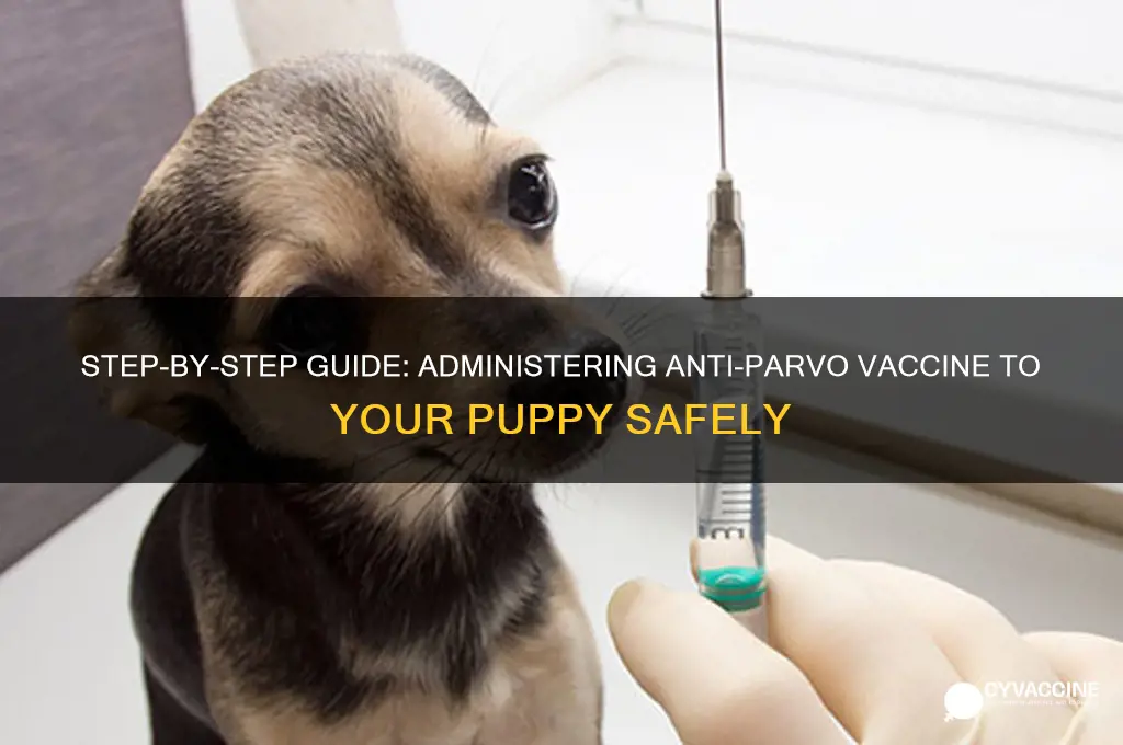 how to inject anti parvo vaccine