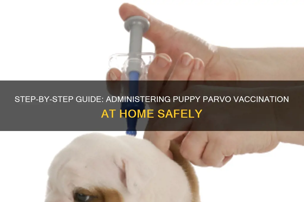 how to inject puppy parvo vaccination