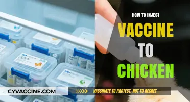 Mastering Chicken Vaccination: A Step-by-Step Guide to Safe Injection