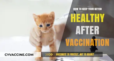 Post-Vaccination Kitten Care: Essential Tips for a Healthy Start