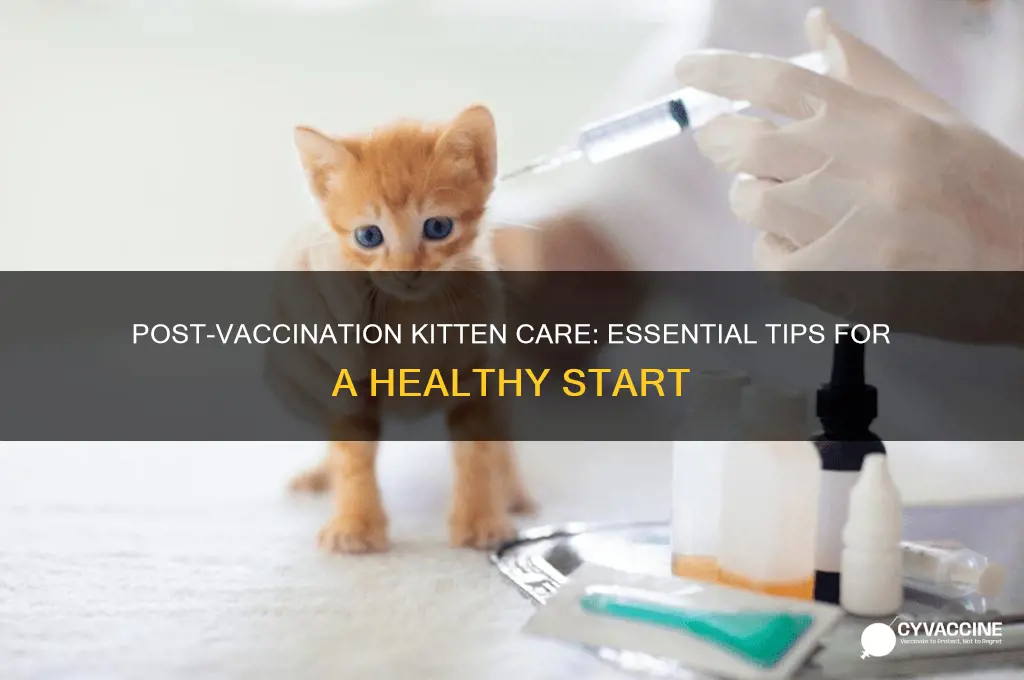 how to keep your kitten healthy after vaccination