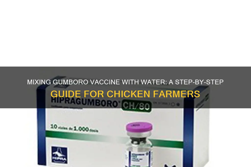 how to mix gumboro vaccine with water for chickens