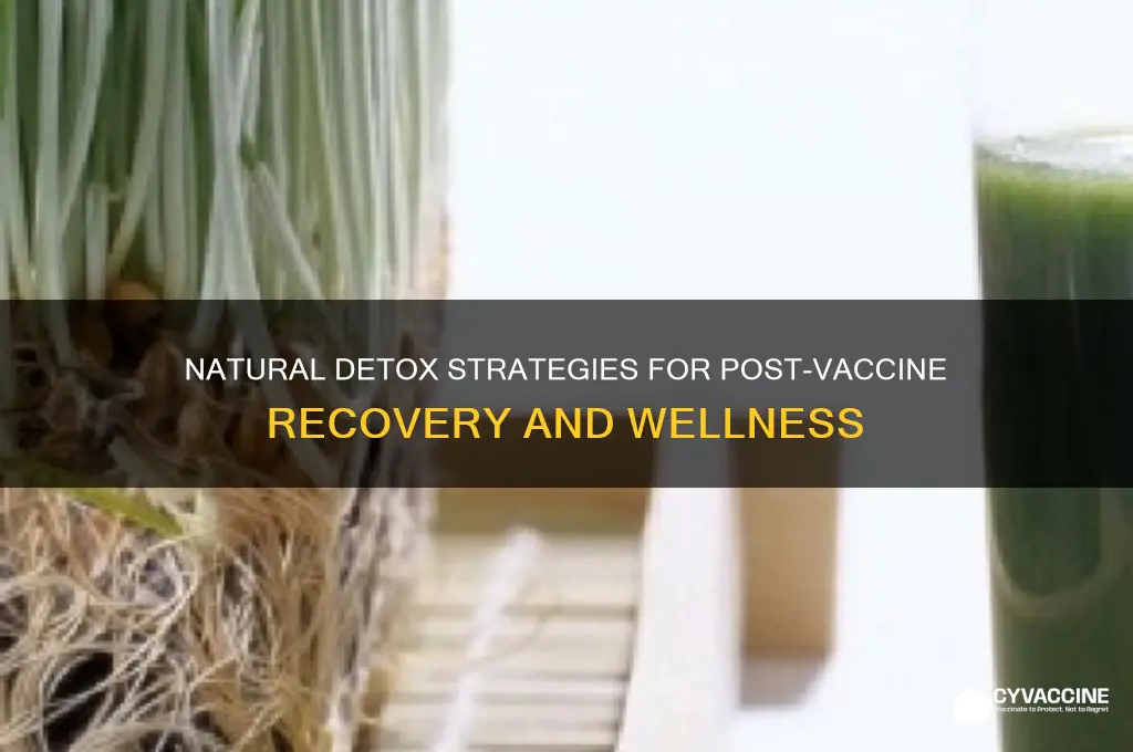 how to naturally detox from mandatory vaccine injections