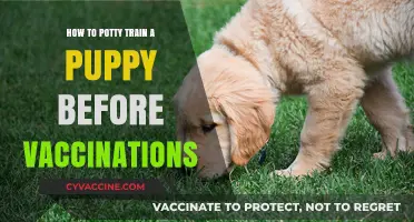 Safe Puppy Potty Training: Tips Before Vaccinations Are Complete