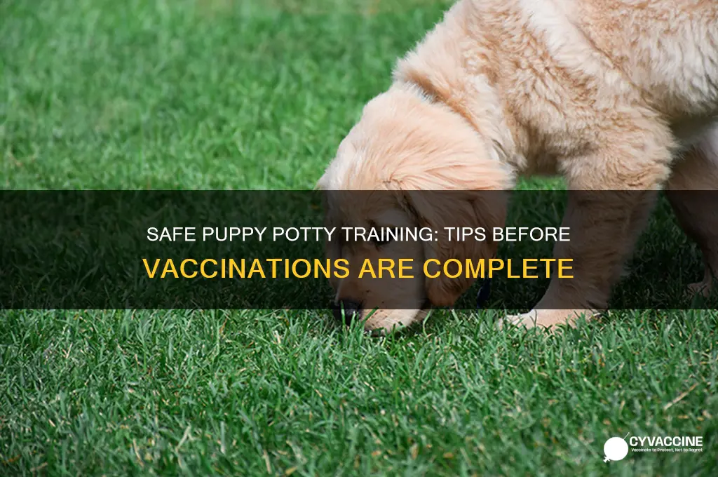 how to potty train a puppy before vaccinations