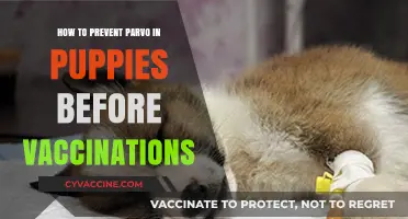 Preventing Parvo in Puppies: Pre-Vaccination Tips for New Owners