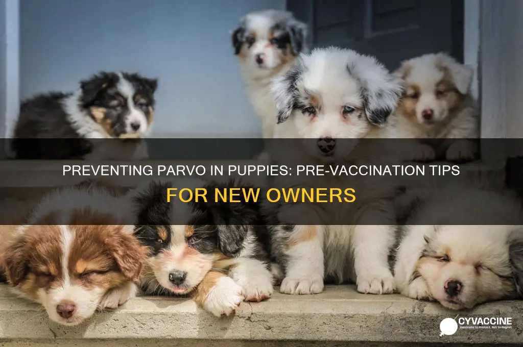 how to prevent parvo in puppies before vaccinations