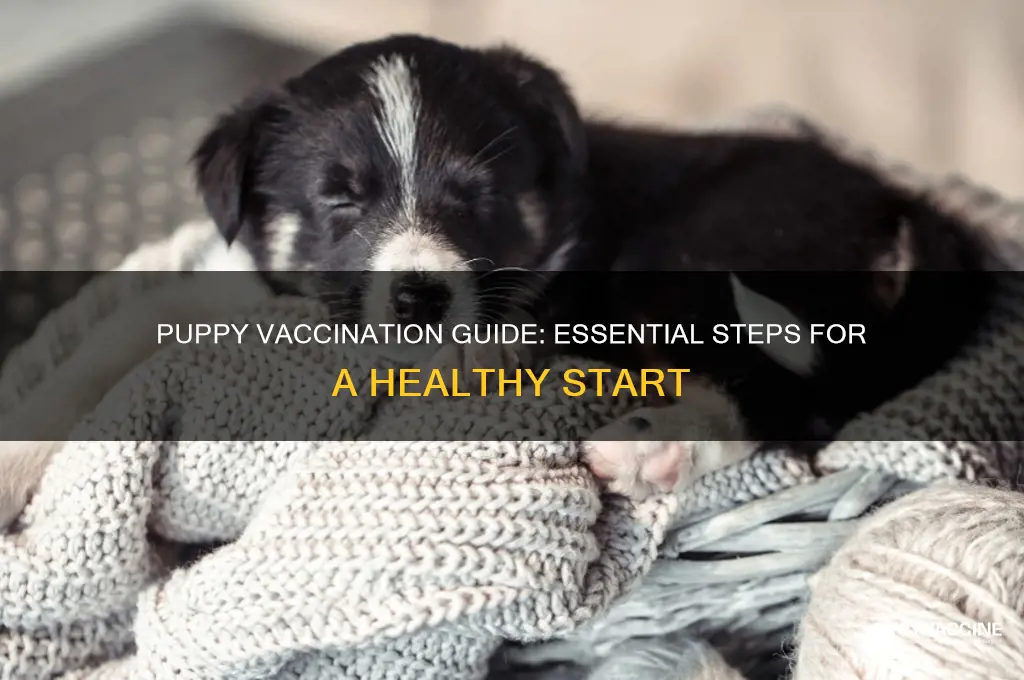 how to properly vaccinate a puppy