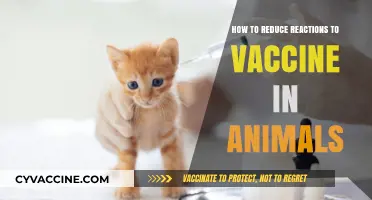 Minimizing Vaccine Reactions in Pets: Effective Strategies for Animal Care