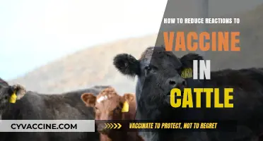 Minimizing Cattle Vaccine Reactions: Effective Strategies for Healthier Herds