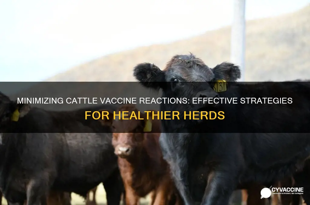 how to reduce reactions to vaccine in cattle