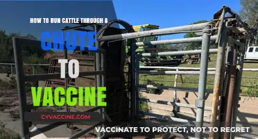 Efficient Cattle Vaccination: Mastering Chute Handling Techniques for Herd Health