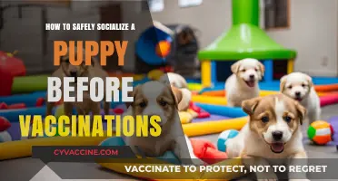 Safe Puppy Socialization Tips Before Vaccinations: A Step-by-Step Guide