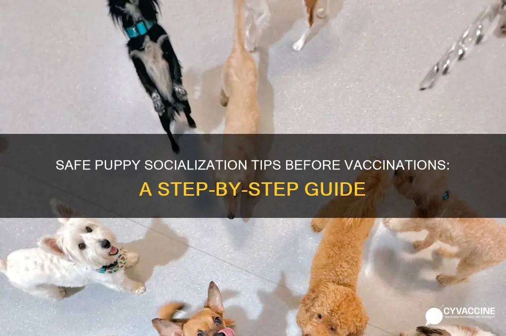 how to safely socialize a puppy before vaccinations