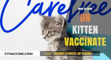 Feline Health on a Budget: Smart Tips for Kitten Vaccinations