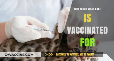 Checking Your Cat's Vaccination Records: A Simple Guide for Pet Owners