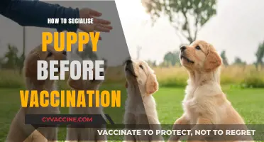 Early Socialization Tips for Puppies Awaiting Vaccination