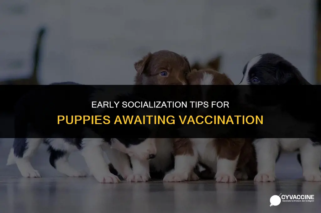 how to socialise puppy before vaccination