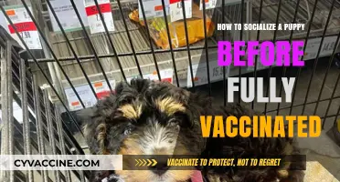 Socializing Your Puppy: Tips Before Full Vaccination