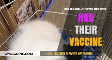 Safe Puppy Socialization: Tips for Unvaccinated Pups to Thrive