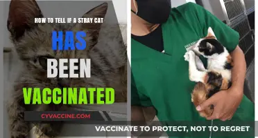 Identifying Vaccinated Stray Cats: Key Signs and Indicators to Look For