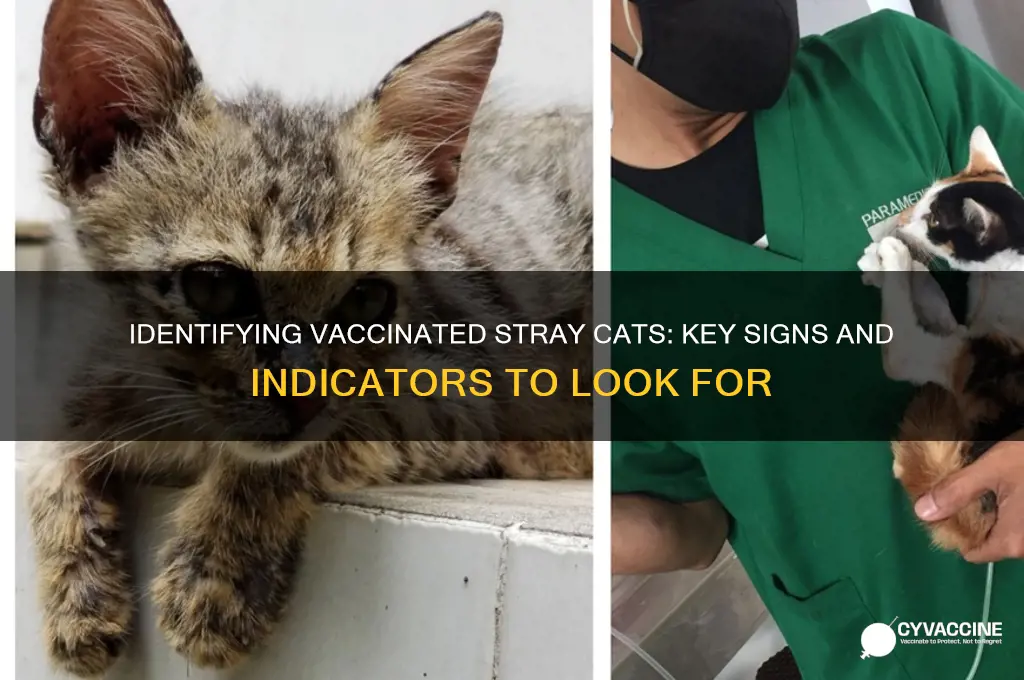 how to tell if a stray cat has been vaccinated