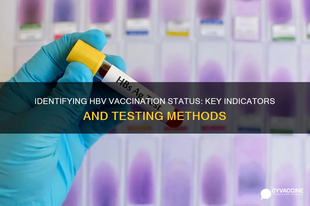 how to tell if patient has had hbv vaccination