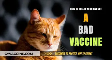 Signs Your Cat Had a Bad Vaccine Reaction: What to Watch For