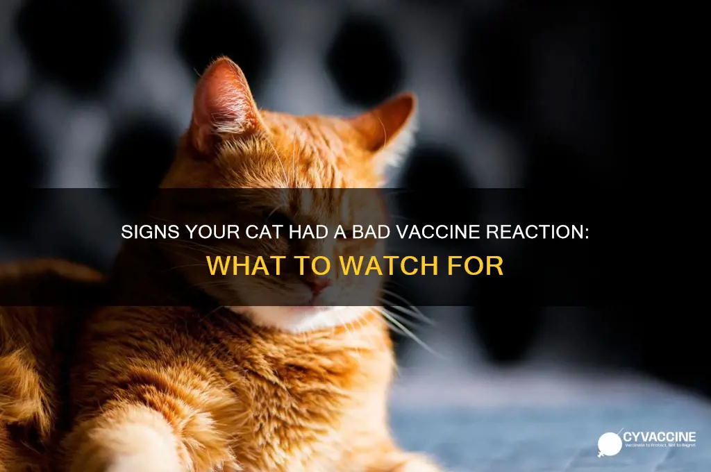 how to tell if your cat got a bad vaccine
