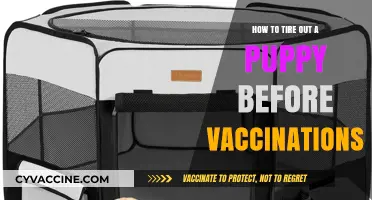 Safe Puppy Energy Burners: Pre-Vaccination Indoor Activities to Tire Your Pup