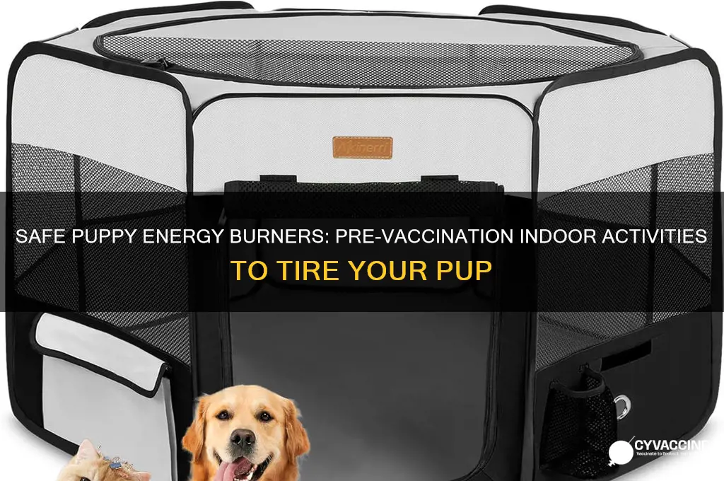 how to tire out a puppy before vaccinations
