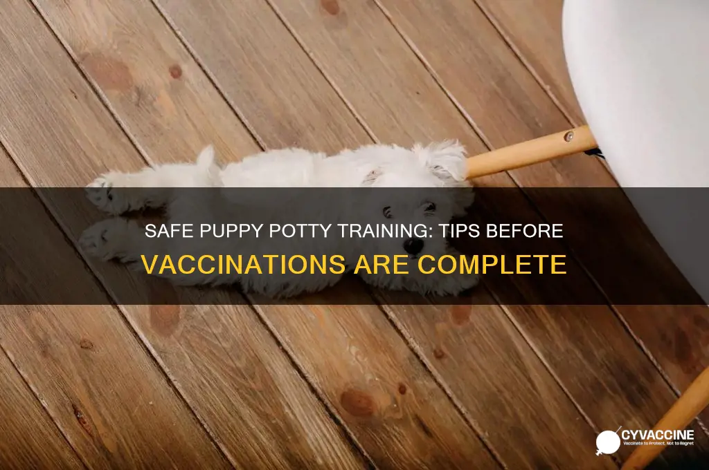 how to toilet train a puppy before vaccinations