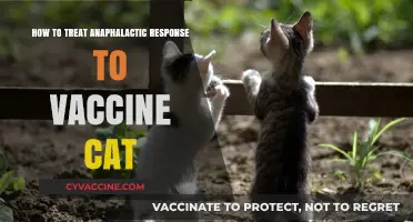 Treating Anaphylactic Reactions in Cats Post-Vaccination: Essential Steps