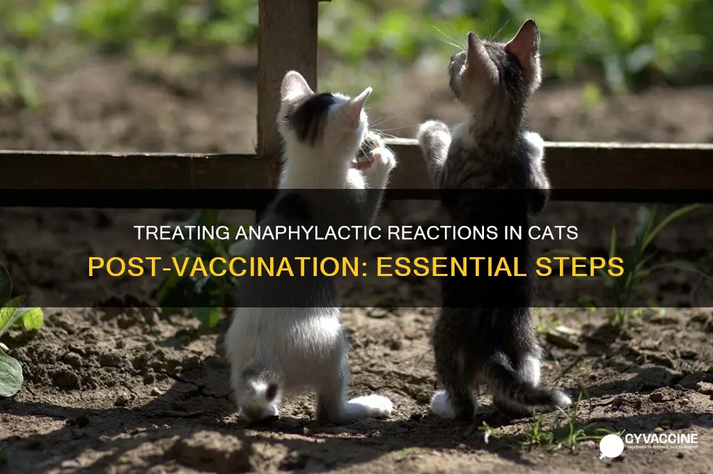 how to treat anaphalactic response to vaccine cat