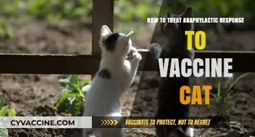 Treating Anaphylactic Reactions in Cats Post-Vaccination: Essential Steps