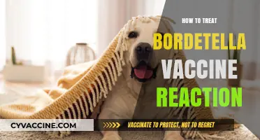 Managing Bordetella Vaccine Reactions: A Comprehensive Guide