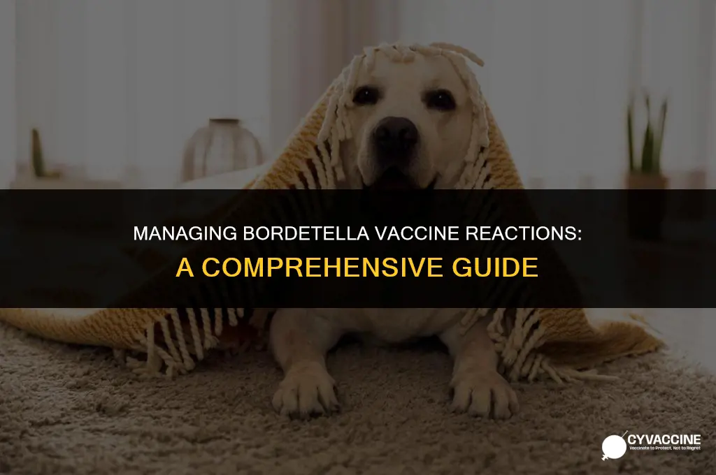 how to treat bordetella vaccine reaction