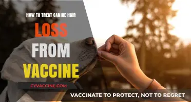 Treating Canine Hair Loss Post-Vaccination: Effective Remedies and Care Tips