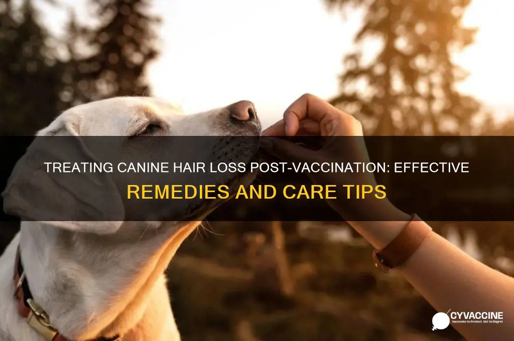 how to treat canine hair loss from vaccine