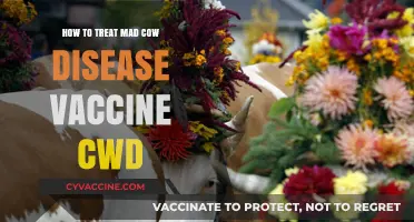 Treating Mad Cow Disease: Effective Vaccine Strategies for CWD Management