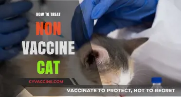 Caring for Your Non-Vaccinated Feline Friend: A Comprehensive Guide