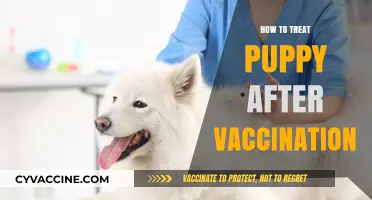 Caring for Your Puppy Post-Vaccination: A Comprehensive Guide