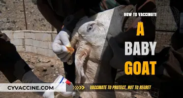 Easy Guide to Vaccinating Your Baby Goat: Health Tips for Young Livestock