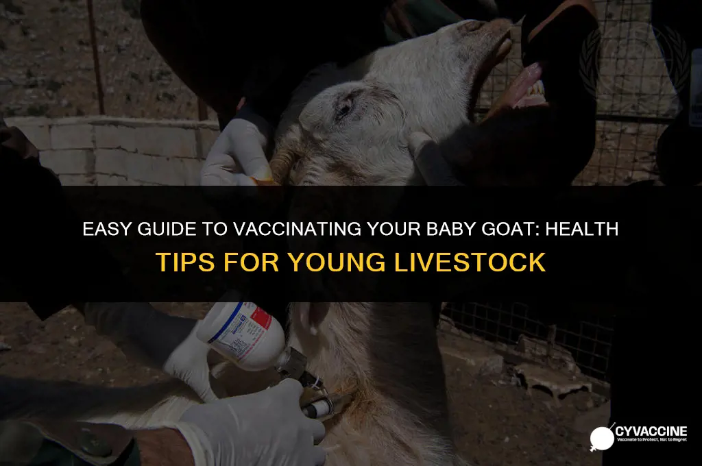 how to vaccinate a baby goat
