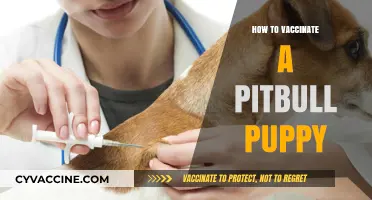 Safeguarding Your Pitbull Puppy: A Comprehensive Vaccination Guide