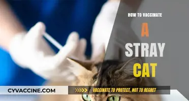 Compassionate Guide: Vaccinating Stray Cats for a Healthier Community